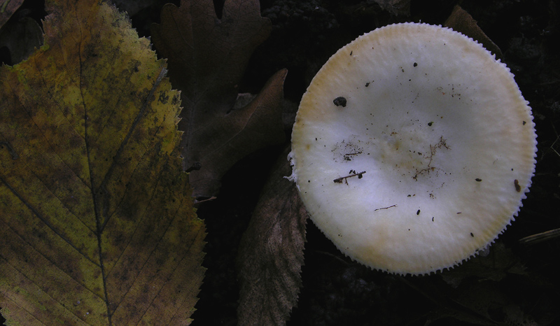 Russula da determinare n�1.